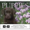  Puppies Wall Calendar 