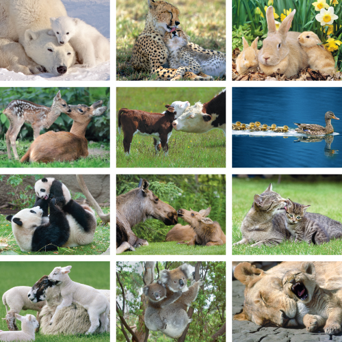Promotional Animal Babies Calendar