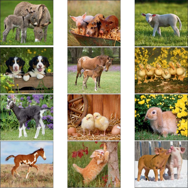 Promotional Baby Farm Animals Calendar