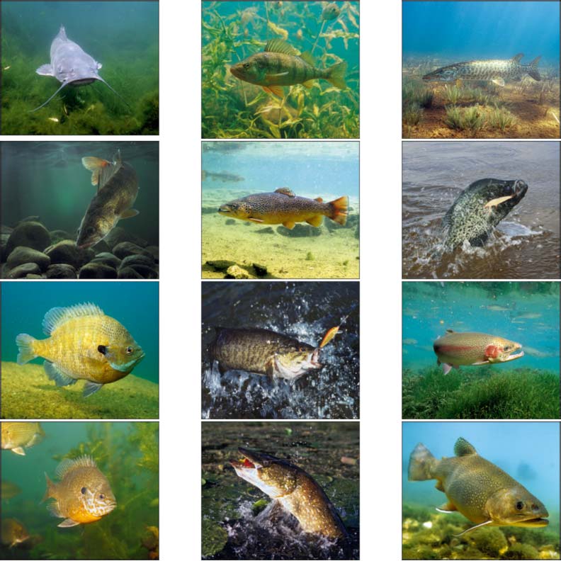 Promotional Fishing Calendar