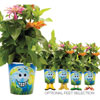 Grow Earth Cup Plant Kit