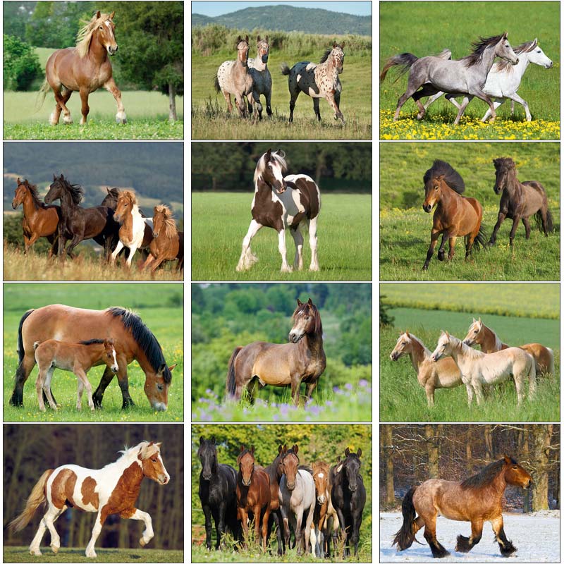 Promotional Horses Wall Calendar
