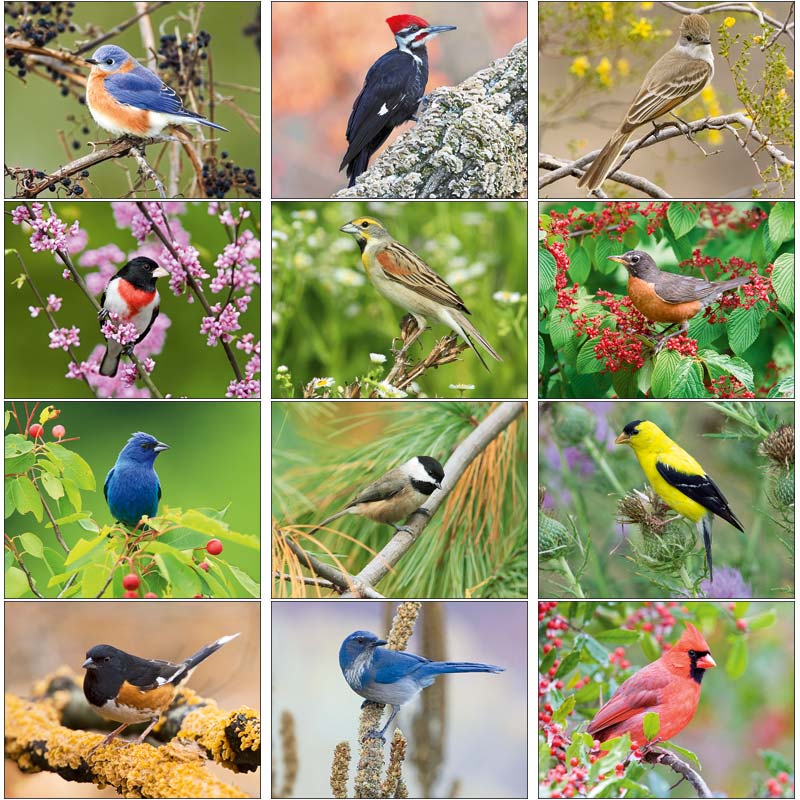 Promotional Intriguing Birds Wall Calendar