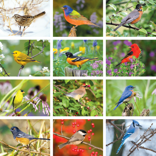 Promotional Nature's Song Birds Calendar