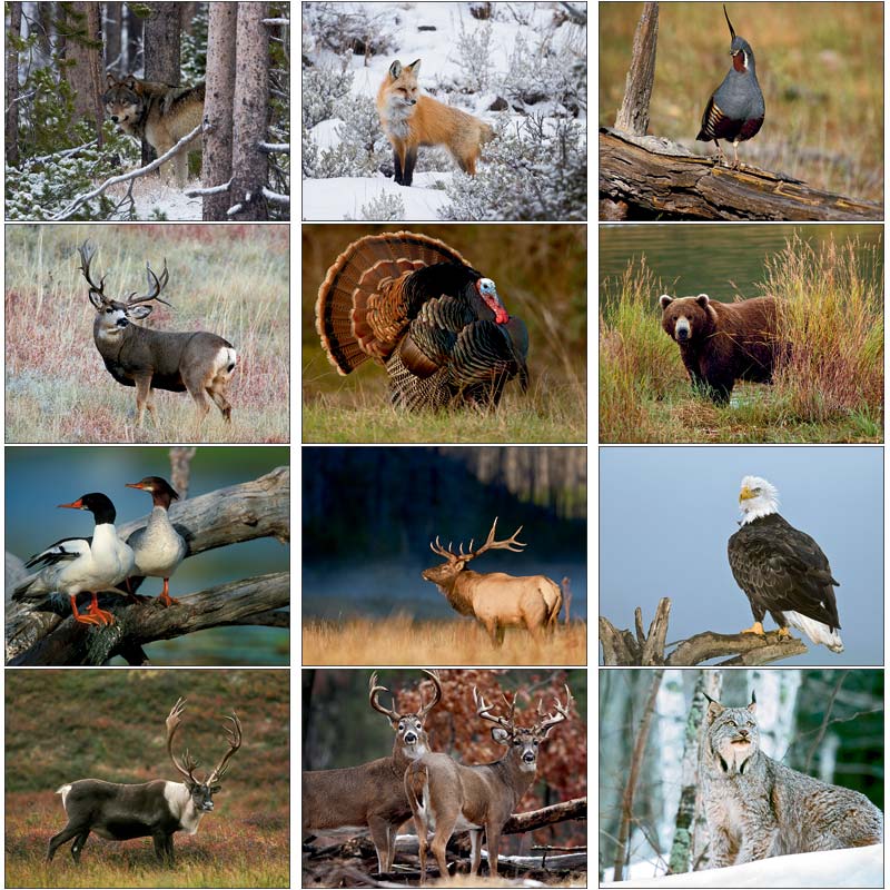 Promotional North American Wildlife Wall Calendar