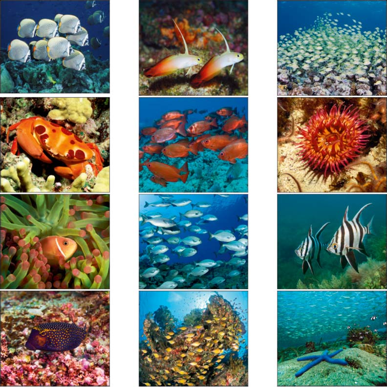 Promotional Ocean Glory Wall Calendar
