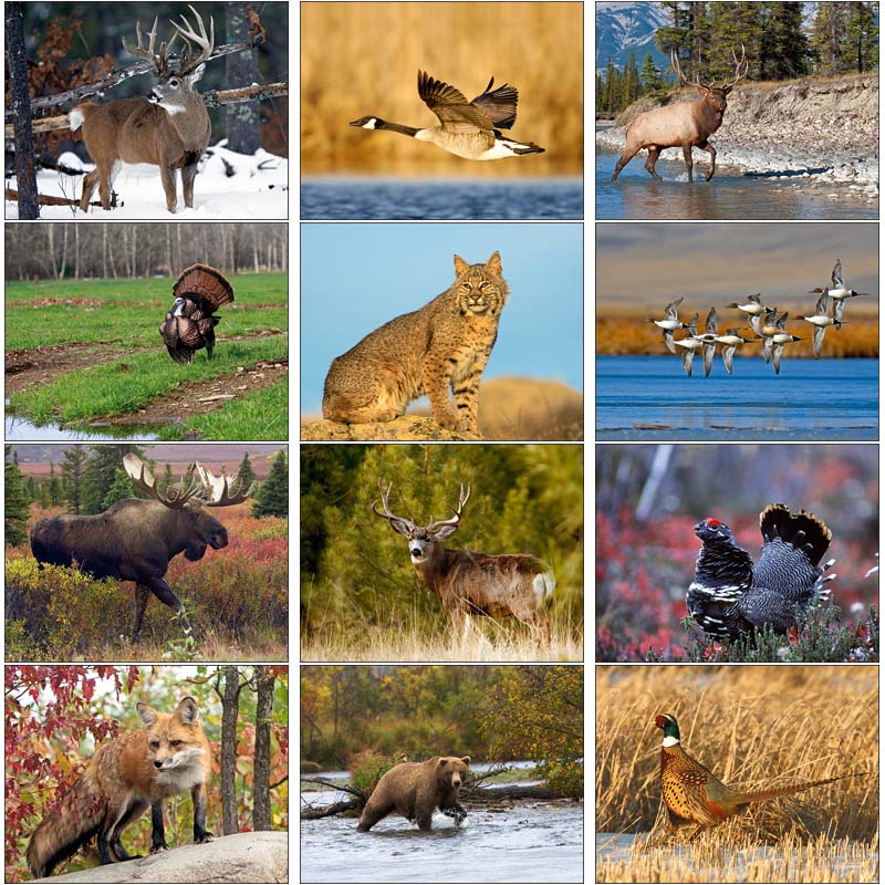 Promotional Sportsman Wall Calendar