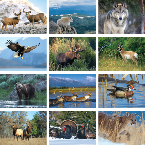 Promotional Wildlife Calendar