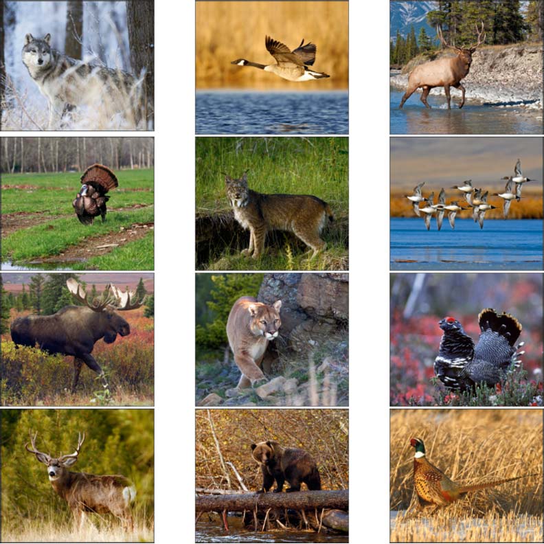 Promotional Wildlife Portraits Calendar