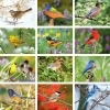  Nature's Song Birds Calendar 