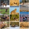  Sportsman Wall Calendar 