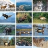  Wildlife Calendar 