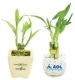 Lucky Bamboo Plant 