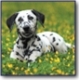  Pet Accessories 
