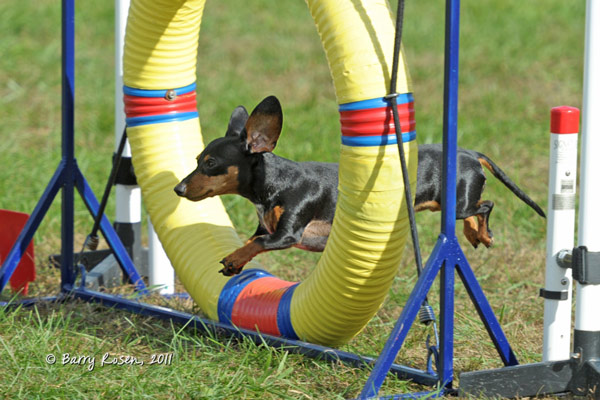agility training tire