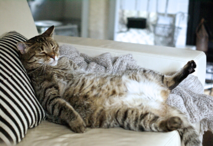 Lazy Fat Cat