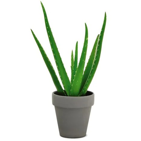 Promotional Aloe Verde