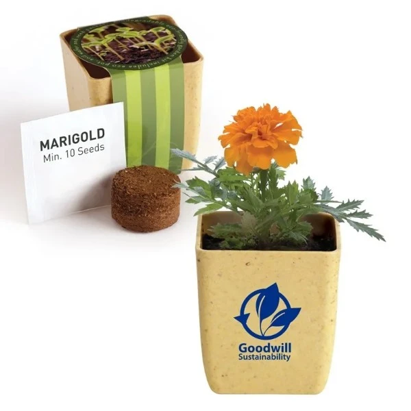 Promotional Flower Pot Set with Marigold Seeds