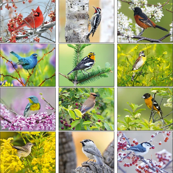 Intriguing Birds Wall Calendar