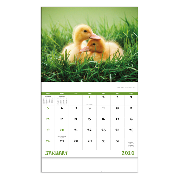 farm animals pictures to print