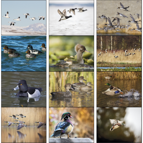 View Image 2 of Waterfowl Calendar - Spiral 