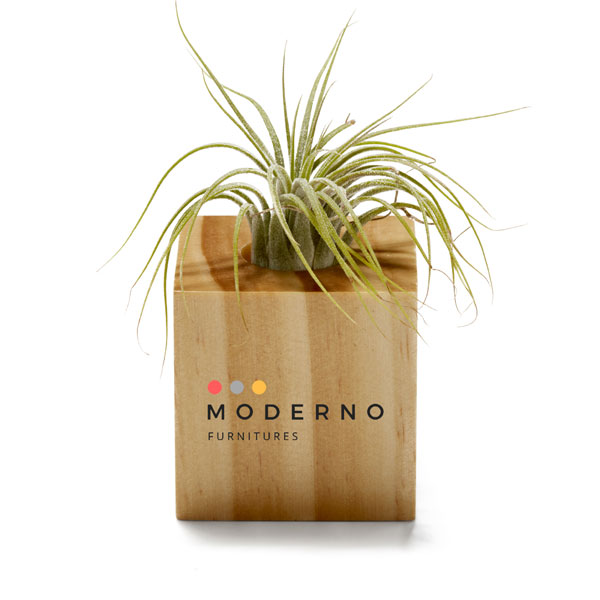 View Image 4 of Air Plant