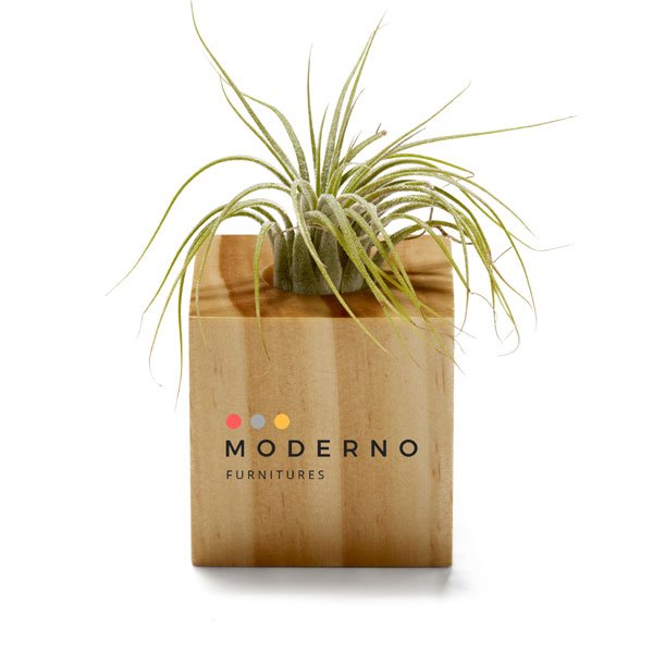 Promotional Air Plant