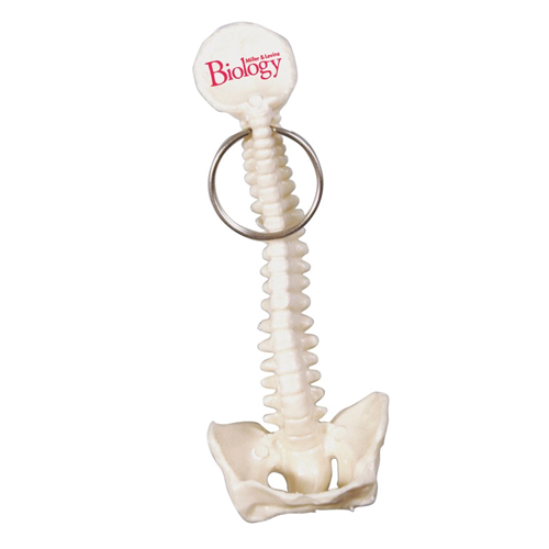 Promotional Spine and Pelvis Bone Key Ring