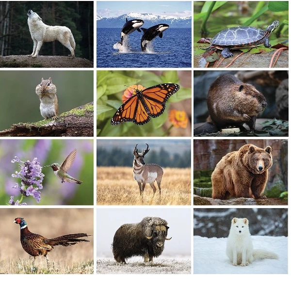 North America Wildlife Wall Calendar 