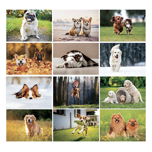 Canine Companions Calendar (2024) 