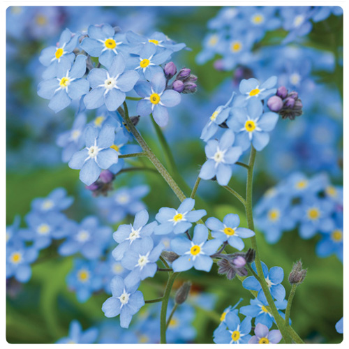 Snap-In Blossom Kit Forget-Me-Not