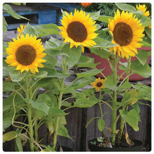 Snap-In Blossom Kit Sunflower