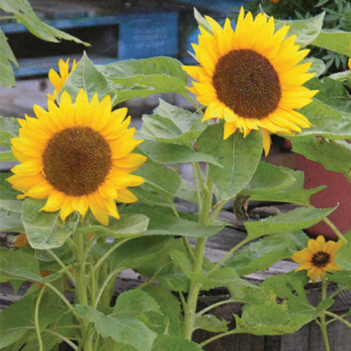  Ceramic Planter Set Sunflower